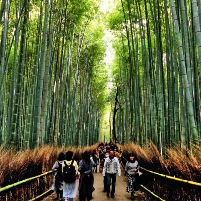 bamboo-forest-3